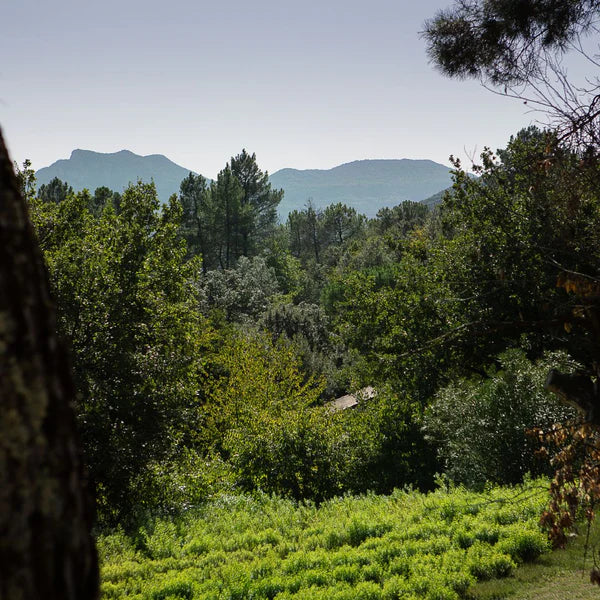 Jardins_Bienfaits_Plantation_sevene_Monoblet_Cevennes_600x600_bbb689d2-215a-4579-a997-4ddf891db7b7.webp